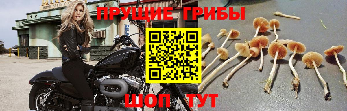 Галлюциногенные грибы GOLDEN TEACHER Тихорецк